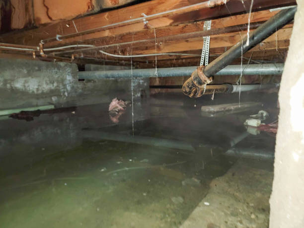 Best 24/7 water damage repair  in Weslaco, TX